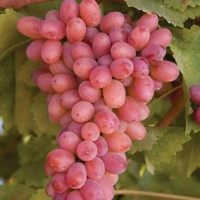 Розовый виноград в Колодищи