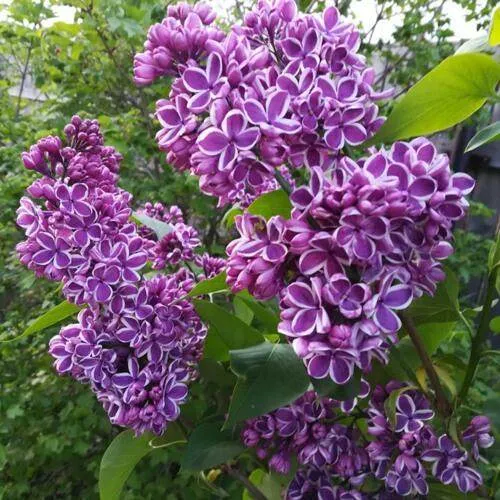 Сирень СЕНСАЦИЯ в Колодищи