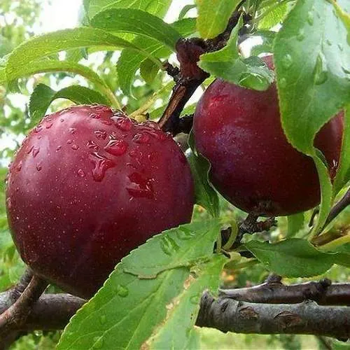 Слива КЛЕОПАТРА в Колодищи