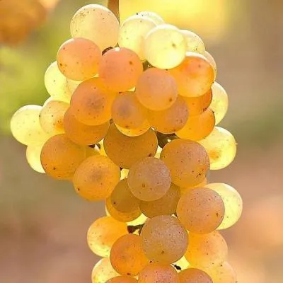 Белый виноград в Колодищи