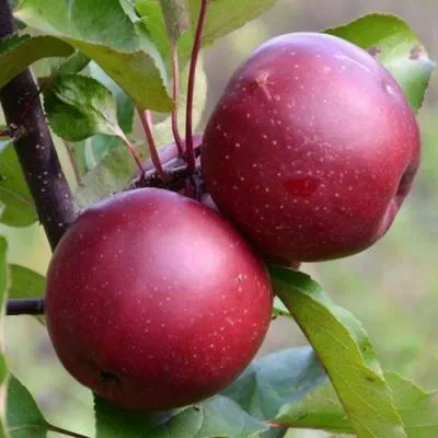 Яблоня красномясая в Колодищи